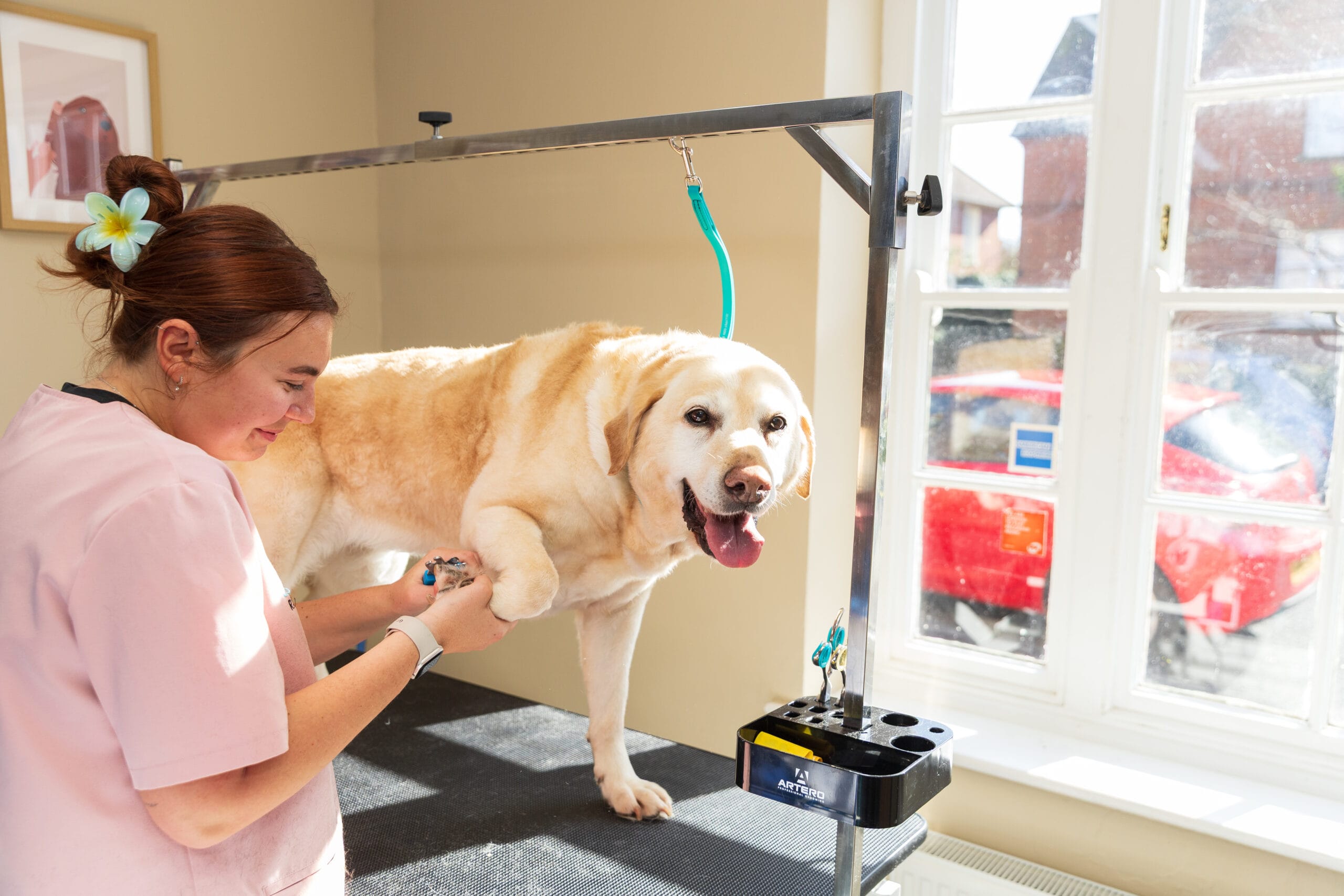 Amy clipping a Labrador nails Amy clipping a Labrador nails
