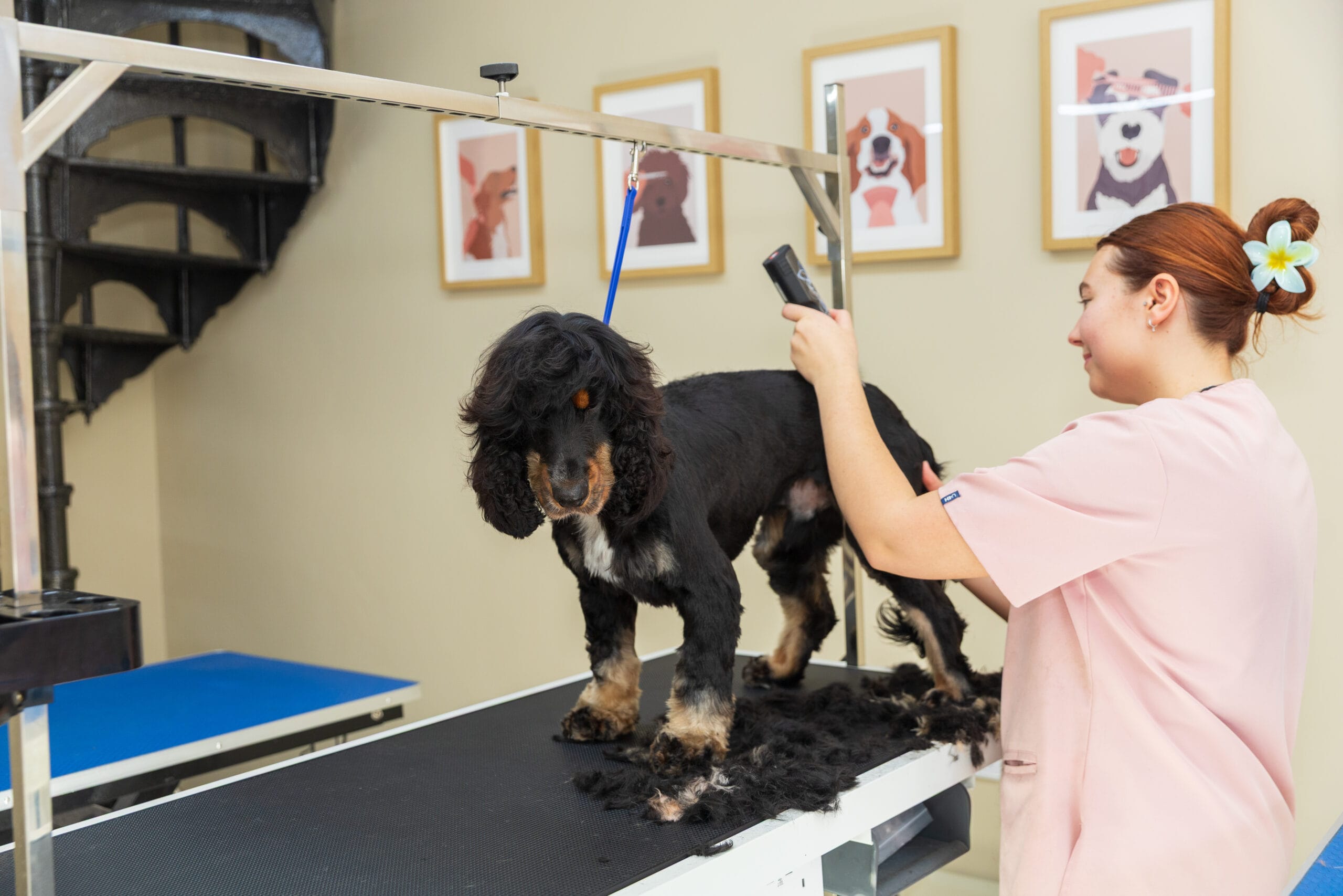 Spaniels - Rascals of Woburn Dog Groomers & Pet Boutique