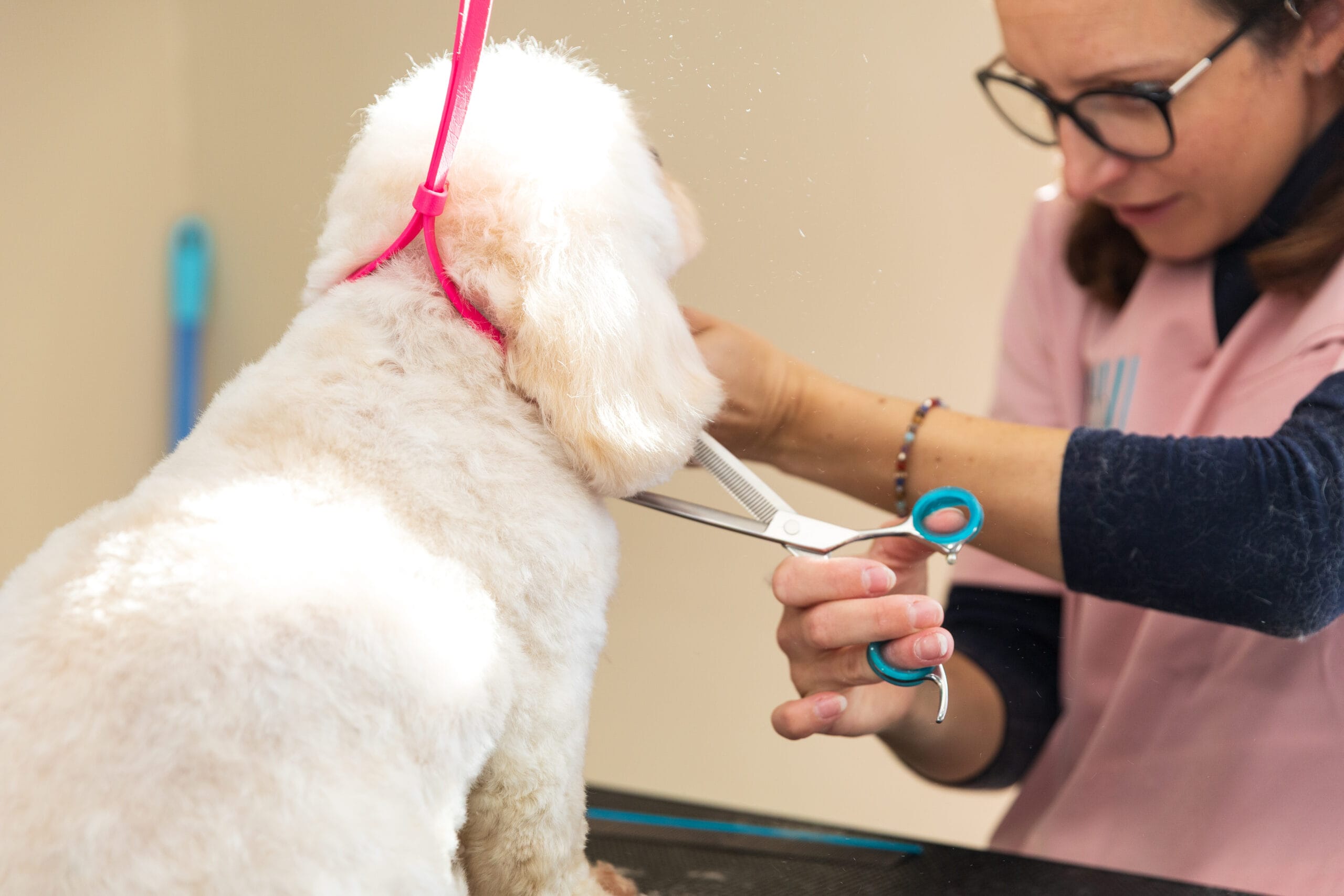 Katie scissoring a dogs face with Abbfabb scissors Katie scissoring a dogs face with Abbfabb scissors