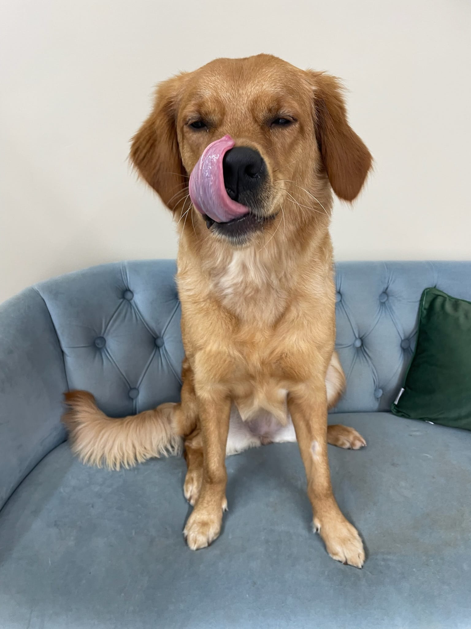 Golden Retriever