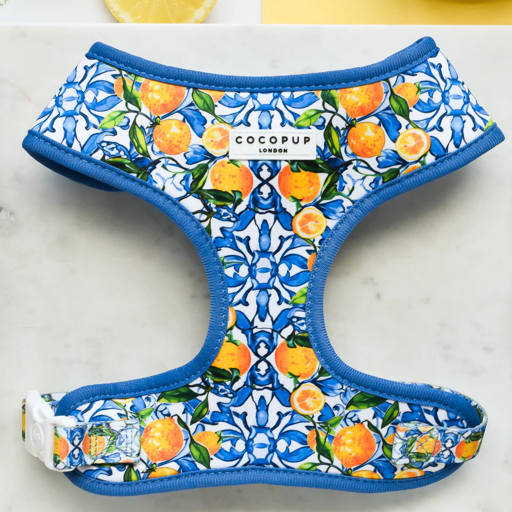 cdcb efa a dc cffca orange harness cocopup